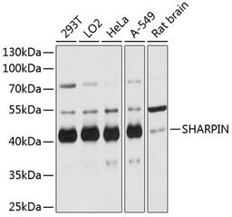 Western blot - SHARPIN antibody (A12240)