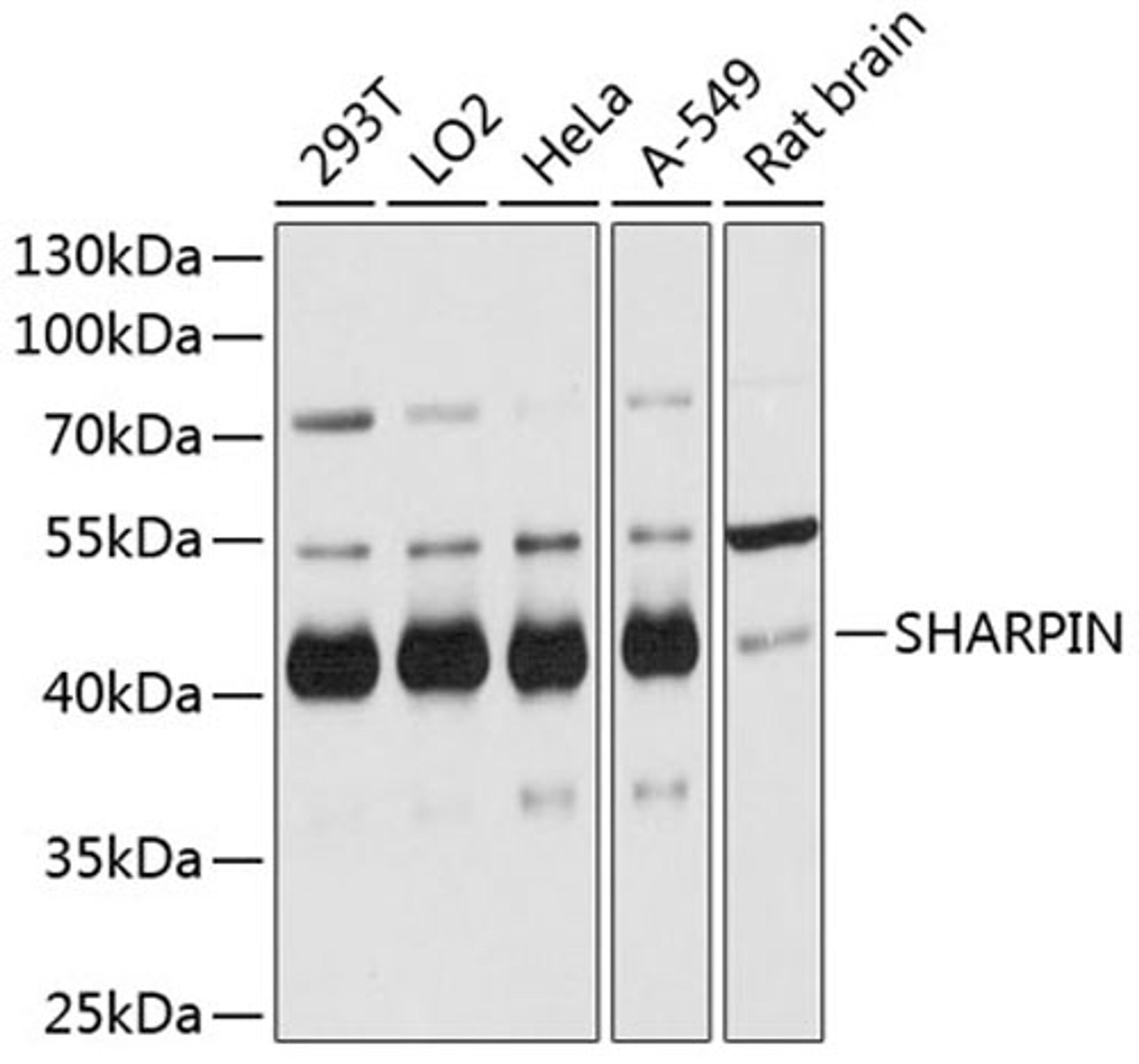 Western blot - SHARPIN antibody (A12240)