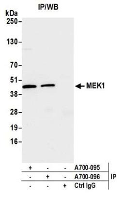 Detection of human MEK1 by western blot of immunoprecipitates.