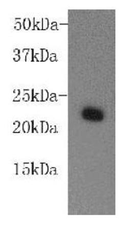 Western blot analysis of MCF-7 cell using HP1 alpha antibody