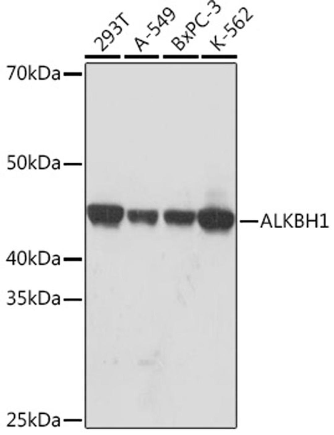 Western blot - ALKBH1 Rabbit mAb (A9221)