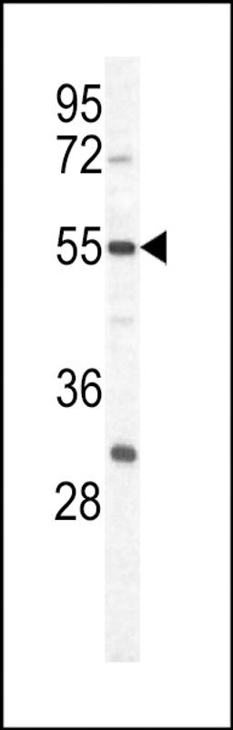 Western blot analysis of in Hela cell line lysates (35ug/lane)