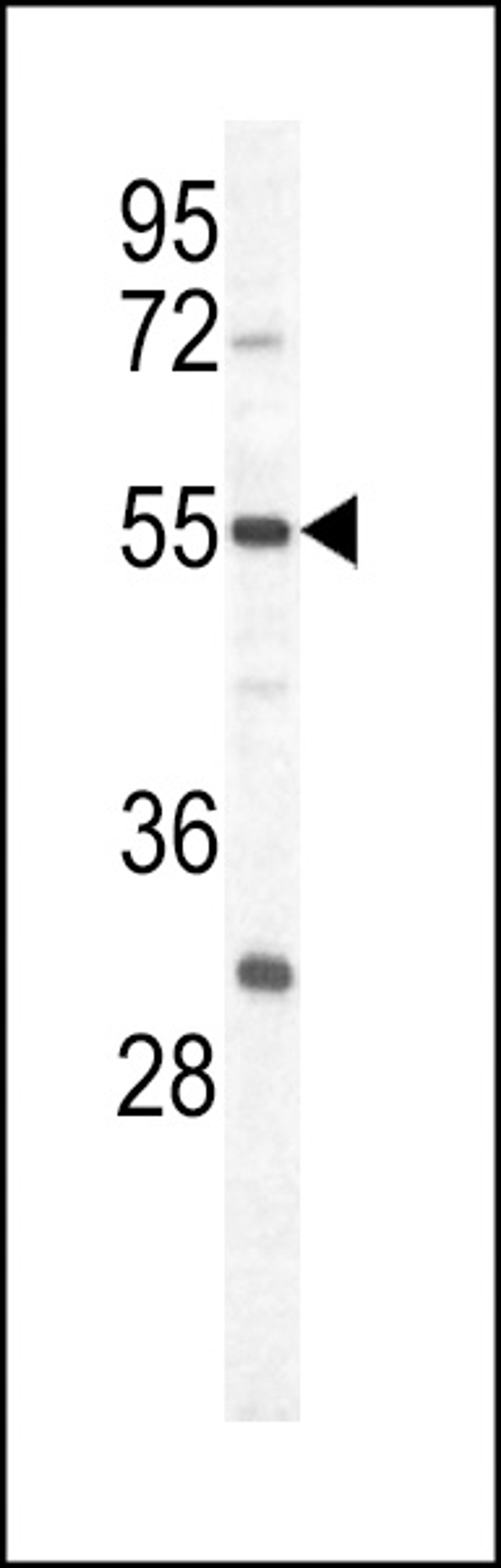 Western blot analysis of in Hela cell line lysates (35ug/lane)