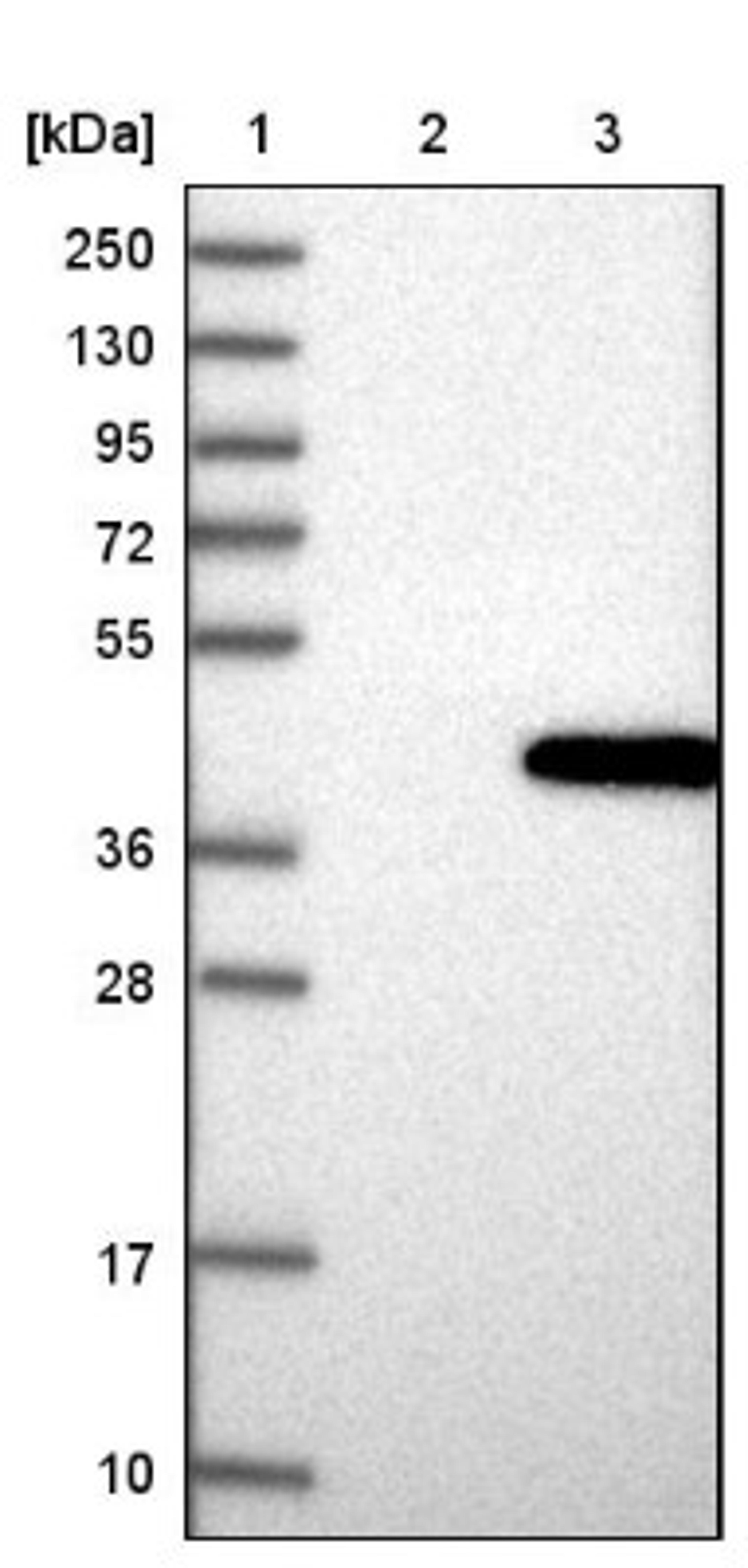 Western Blot: PGR1 Antibody [NBP1-87893] - Lane 1: Marker [kDa] 250, 130, 95, 72, 55, 36, 28, 17, 10<br/>Lane 2: Negative control (vector only transfected HEK293T lysate)<br/>Lane 3: Over-expression lysate (Co-expressed with a C-terminal myc-DDK tag (~3.1 kDa) in mammalian HEK293T cells, LY415903)