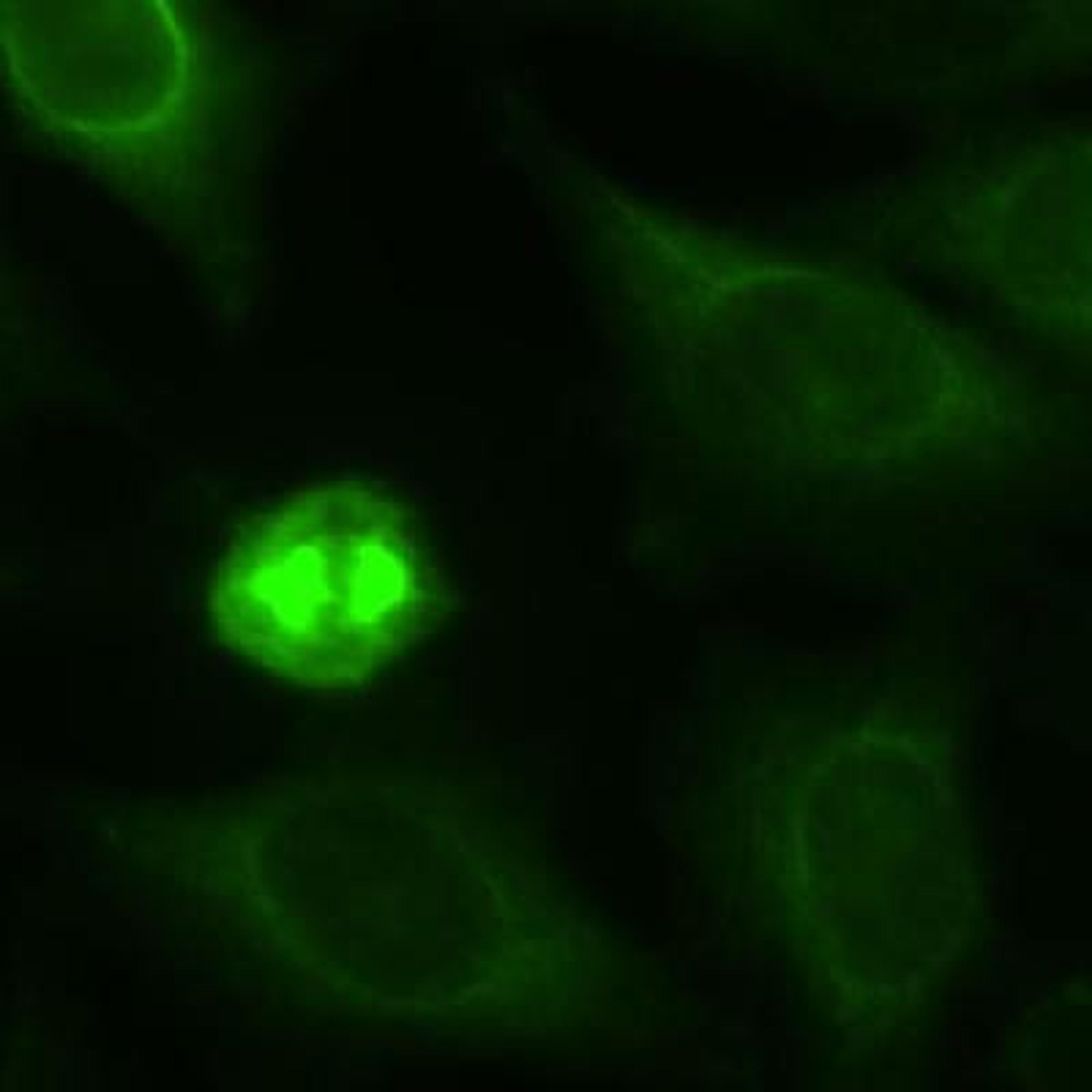 Immunocytochemistry/Immunofluorescence: Eg5 Antibody [NB500-181] - Staining of HeLa cells fixed in 3.5% paraformaldehyde.  Cytoplasmic staining during interphase and spindle staining during mitosis.