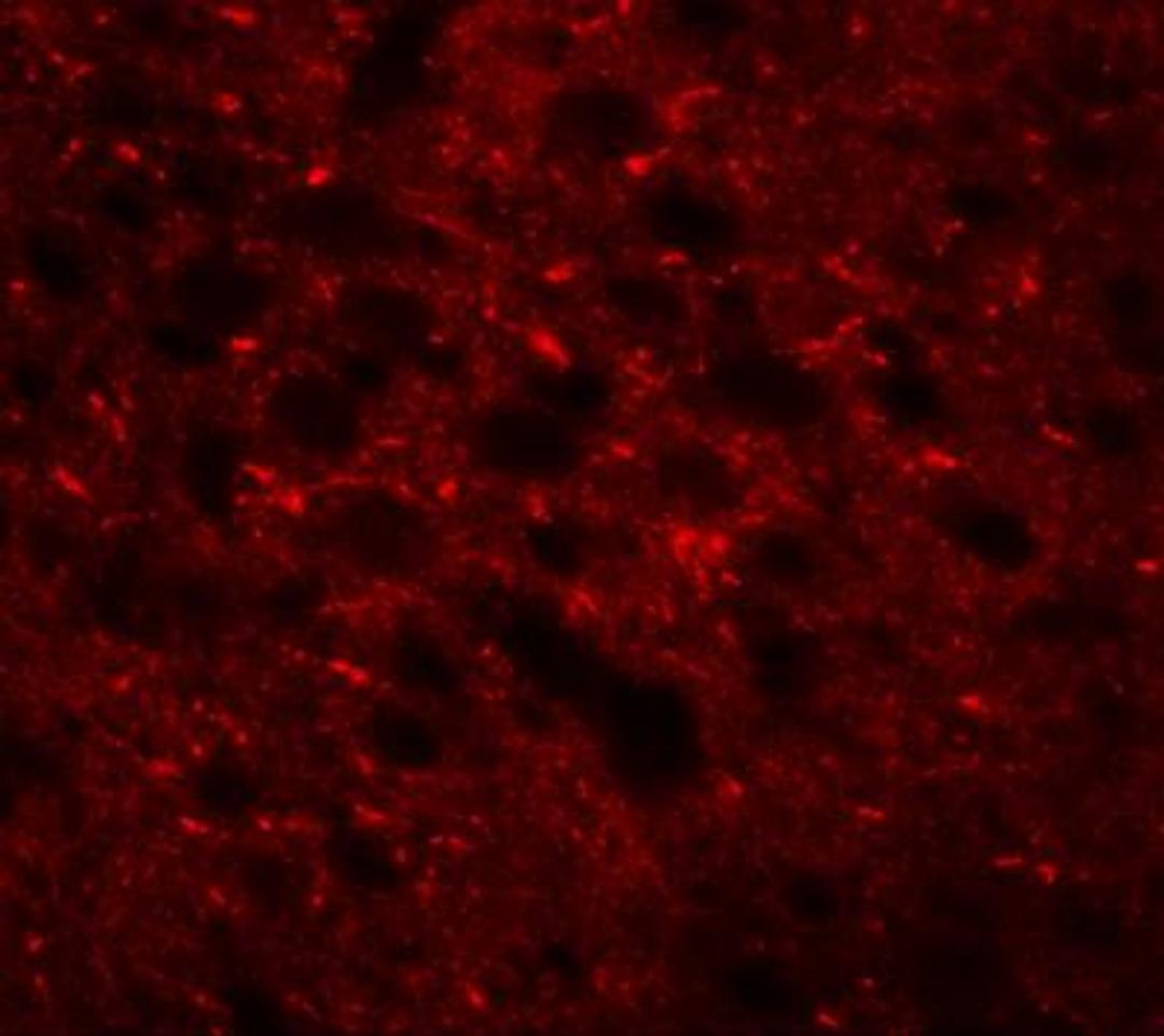 Immunocytochemistry/Immunofluorescence: TMEM88 Antibody [NBP1-76591] - Immunofluorescence of TMEM88 in mouse brain tissue with TMEM88 antibody at 20 ug/mL.