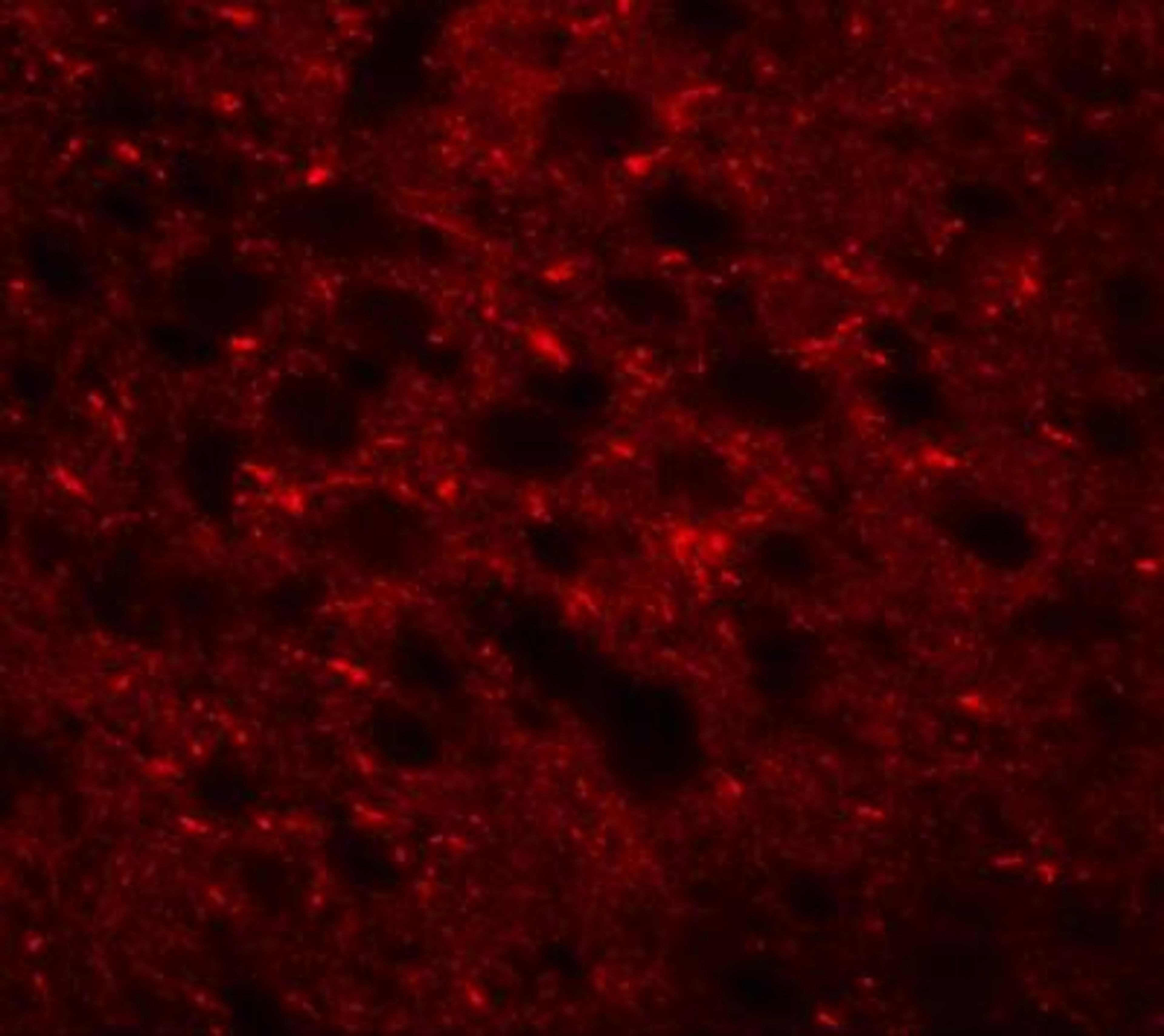 Immunocytochemistry/Immunofluorescence: TMEM88 Antibody [NBP1-76591] - Immunofluorescence of TMEM88 in mouse brain tissue with TMEM88 antibody at 20 ug/mL.