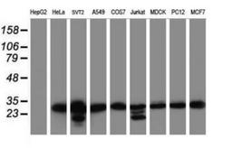 Western Blot: MORF4 Antibody (5F2) [NBP2-45818] - Analysis of extracts (35ug) from 9 different cell lines (HepG2: human; HeLa: human; SVT2: mouse; A549: human; COS7: monkey; Jurkat: human; MDCK: canine; PC12: rat; MCF7: human).