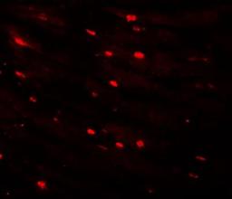 Immunocytochemistry/Immunofluorescence: MTUS2 Antibody [NBP1-77130] - Immunofluorescence of CAZIP in mouse heart tissue with CAZIP antibody at 20 ug/mL.