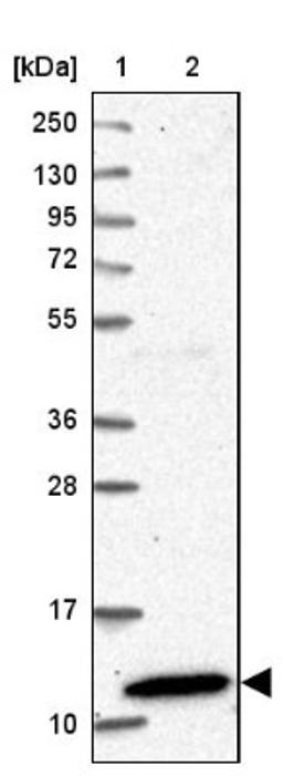 Western Blot: C18orf32 Antibody [NBP1-83585] - Lane 1: Marker [kDa] 250, 130, 95, 72, 55, 36, 28, 17, 10<br/>Lane 2: Human cell line RT-4