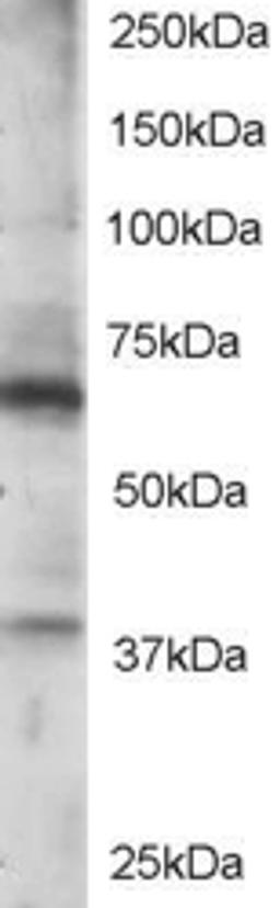 46-288 staining (0.5ug/ml) of Jurkat lysate (RIPA buffer, 35ug total protein per lane). Primary incubated for 1 hour. Detected by western blot using chemiluminescence.