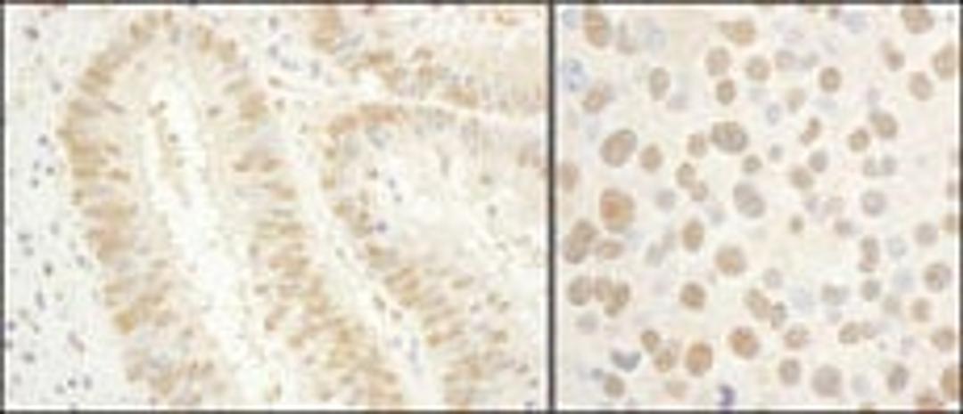 Detection of human and mouse GTF2E1/TFIIE-alpha by immunohistochemistry.