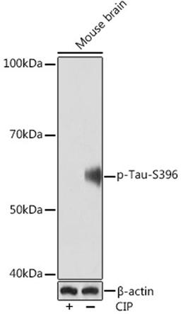 Western blot - Phospho-Tau-S396 Rabbit mAb (AP1028)