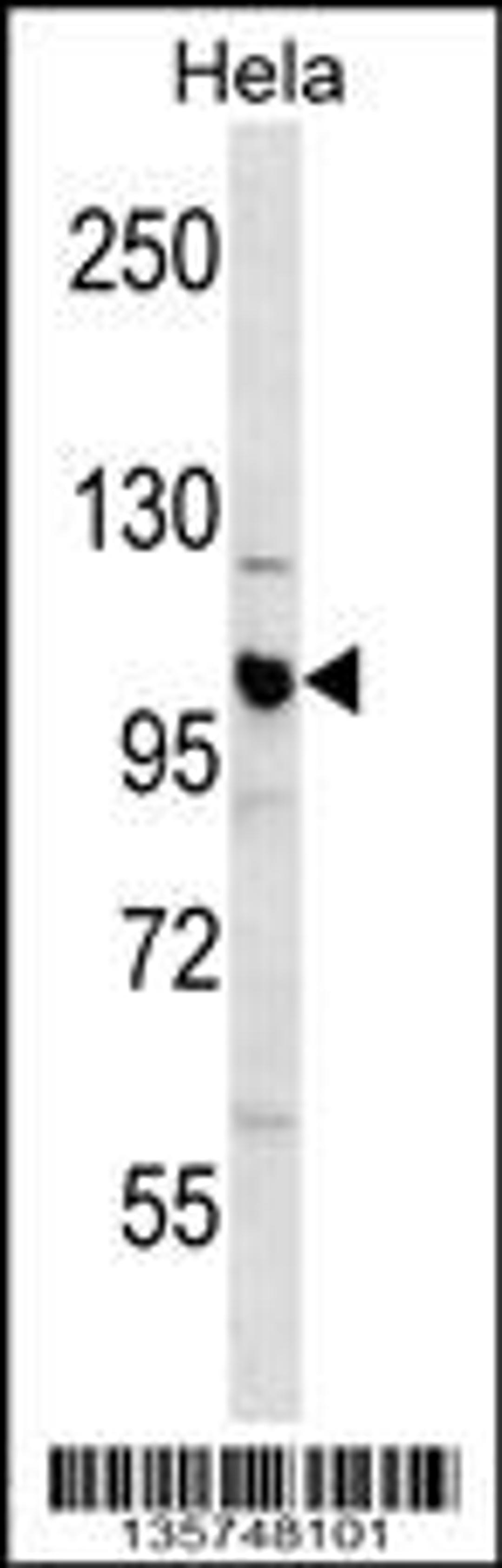 Western blot analysis in Hela cell line lysates (35ug/lane).