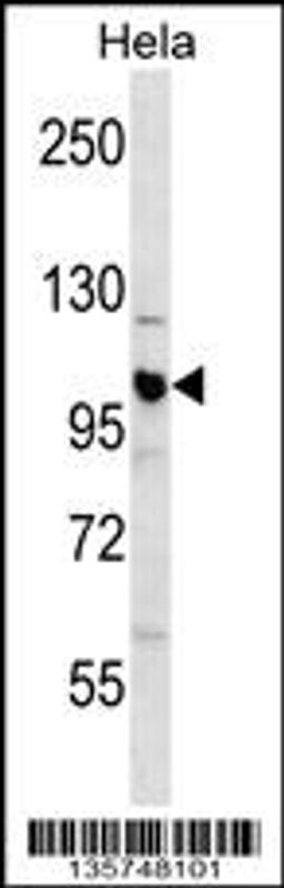 Western blot analysis in Hela cell line lysates (35ug/lane).