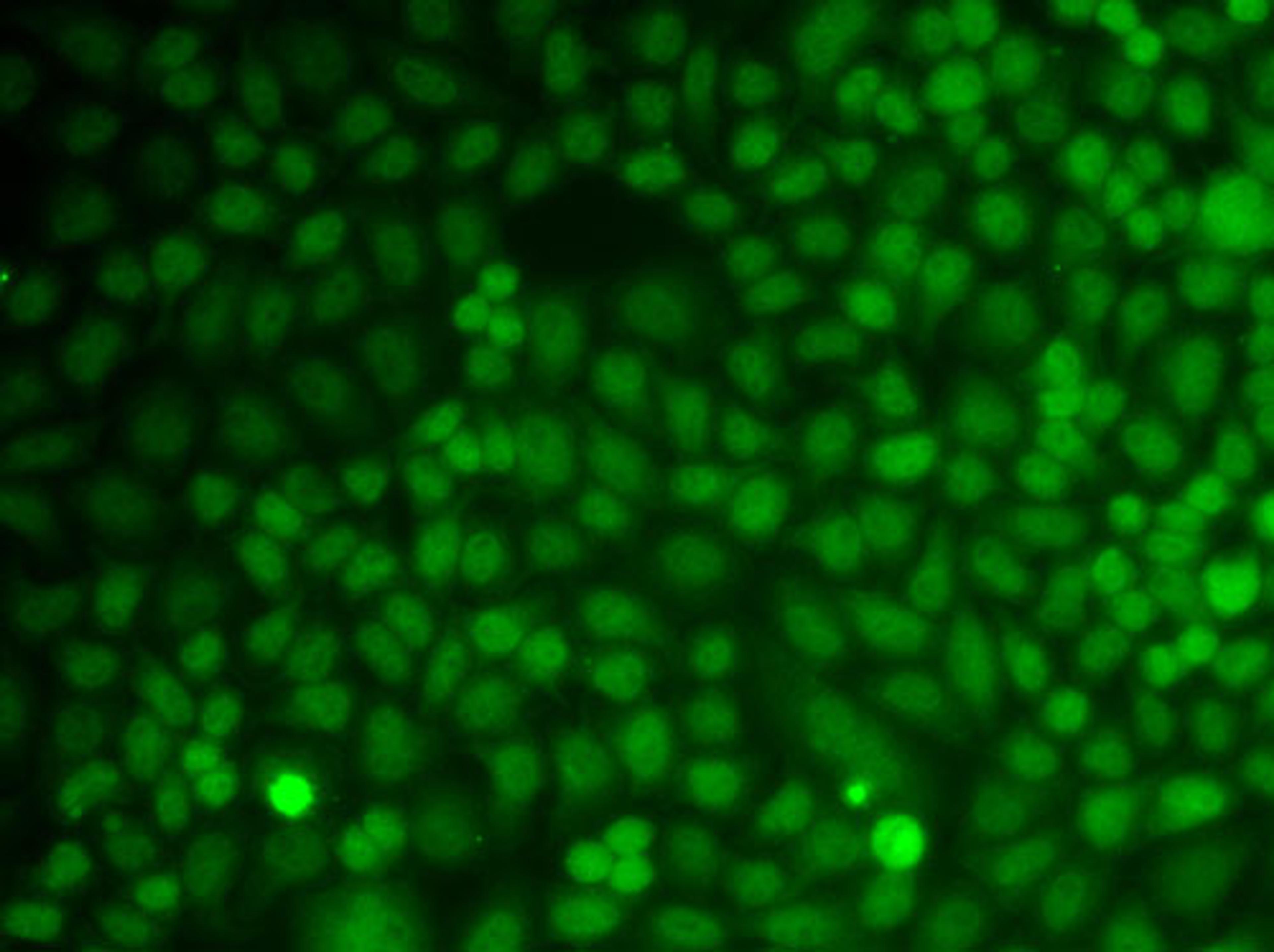 Immunofluorescence - GADD45A antibody (A13487)