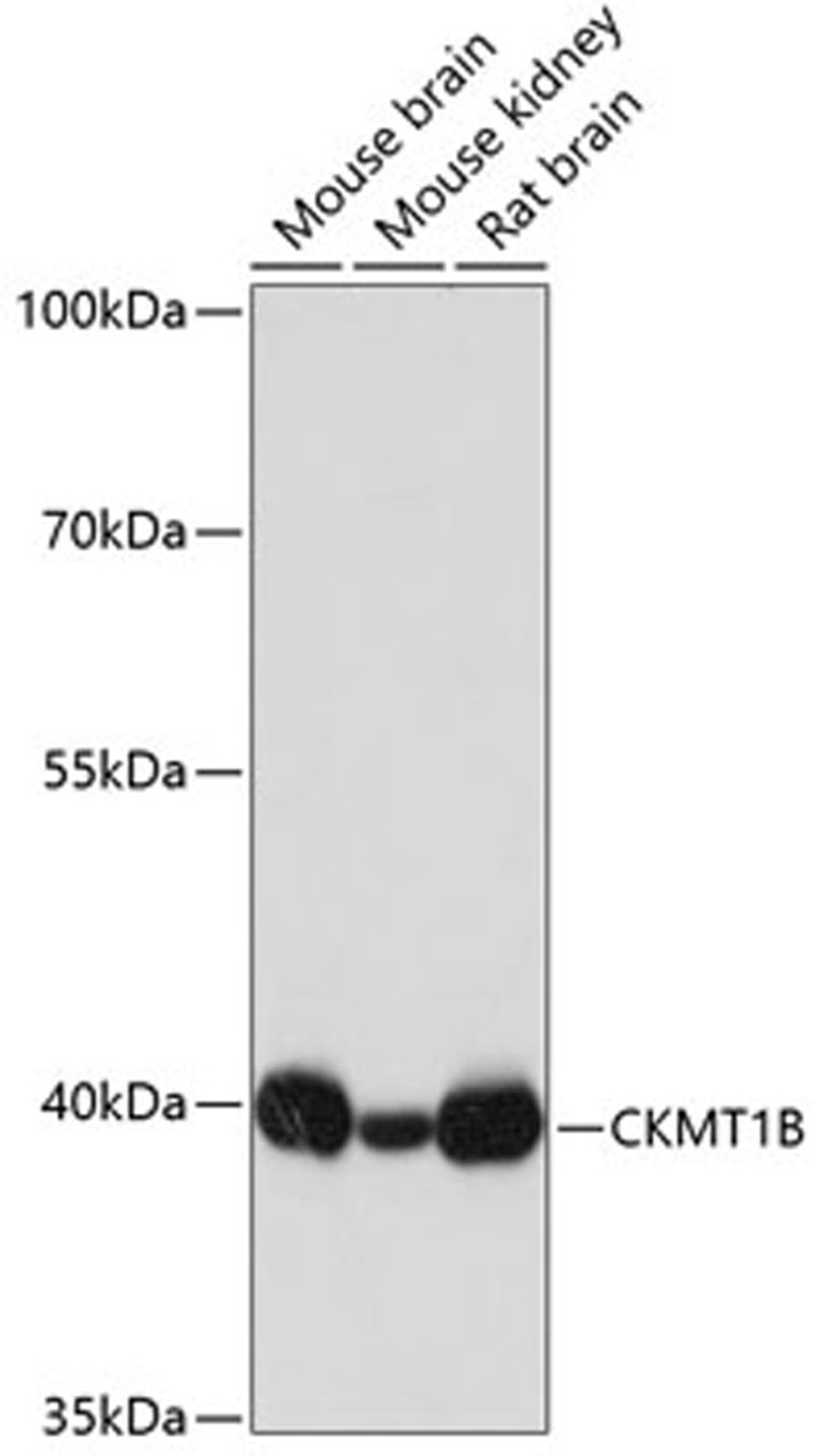 Western blot - CKMT1B antibody (A3046)