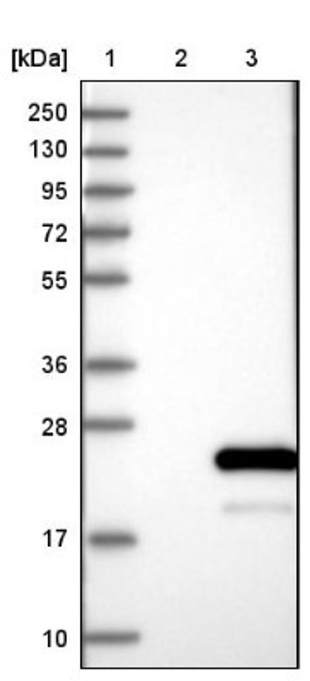 Western Blot: HspB11 Antibody [NBP1-88332] - Lane 1: Marker [kDa] 250, 130, 95, 72, 55, 36, 28, 17, 10<br/>Lane 2: Negative control (vector only transfected HEK293T lysate)<br/>Lane 3: Over-expression lysate (Co-expressed with a C-terminal myc-DDK tag (~3.1 kDa) in mammalian HEK293T cells, LY414172)