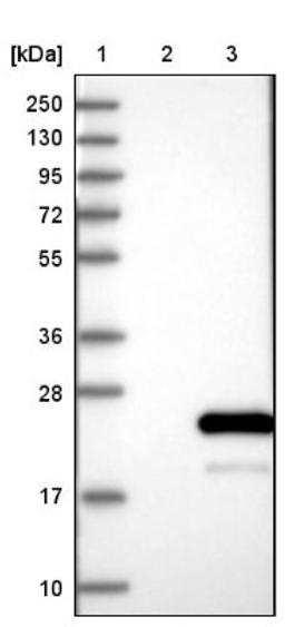 Western Blot: HspB11 Antibody [NBP1-88332] - Lane 1: Marker [kDa] 250, 130, 95, 72, 55, 36, 28, 17, 10<br/>Lane 2: Negative control (vector only transfected HEK293T lysate)<br/>Lane 3: Over-expression lysate (Co-expressed with a C-terminal myc-DDK tag (~3.1 kDa) in mammalian HEK293T cells, LY414172)