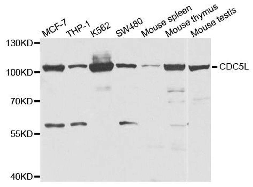 Western blot analysis of extracts of various cell lines using CDC5L antibody