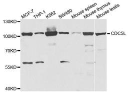 Western blot analysis of extracts of various cell lines using CDC5L antibody