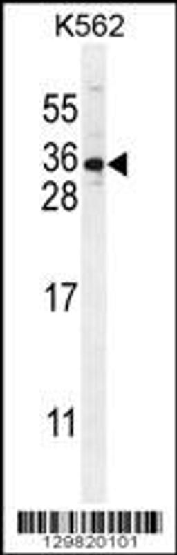 Western blot analysis in K562 cell line lysates (35ug/lane).