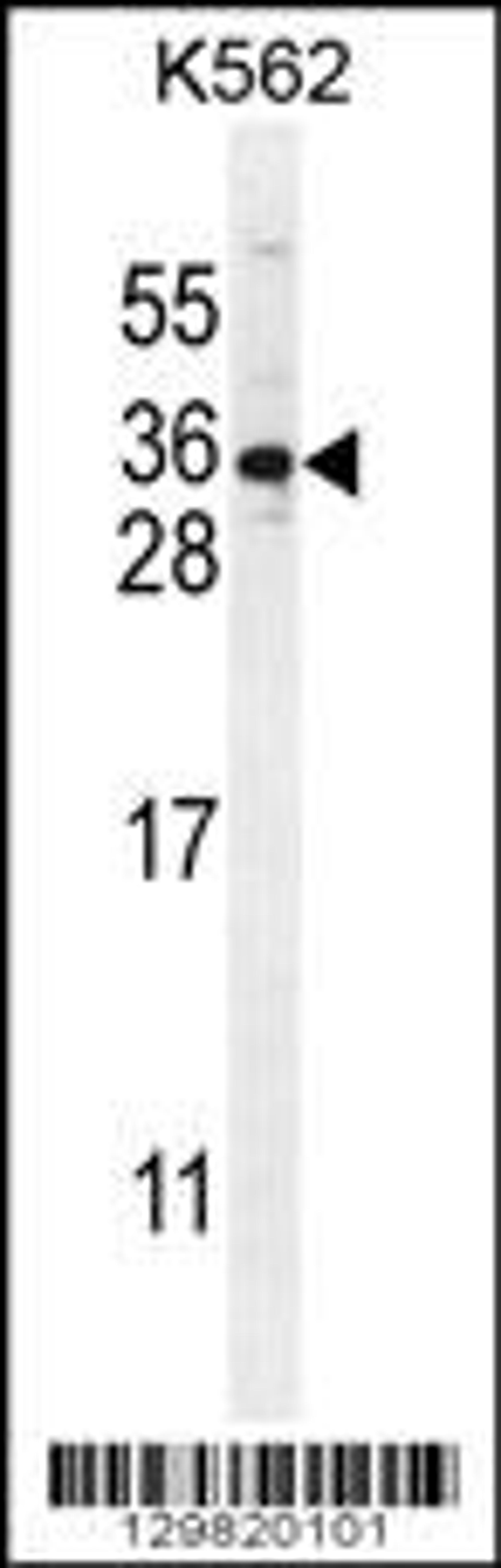 Western blot analysis in K562 cell line lysates (35ug/lane).