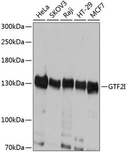 Western blot - GTF2I antibody (A12441)