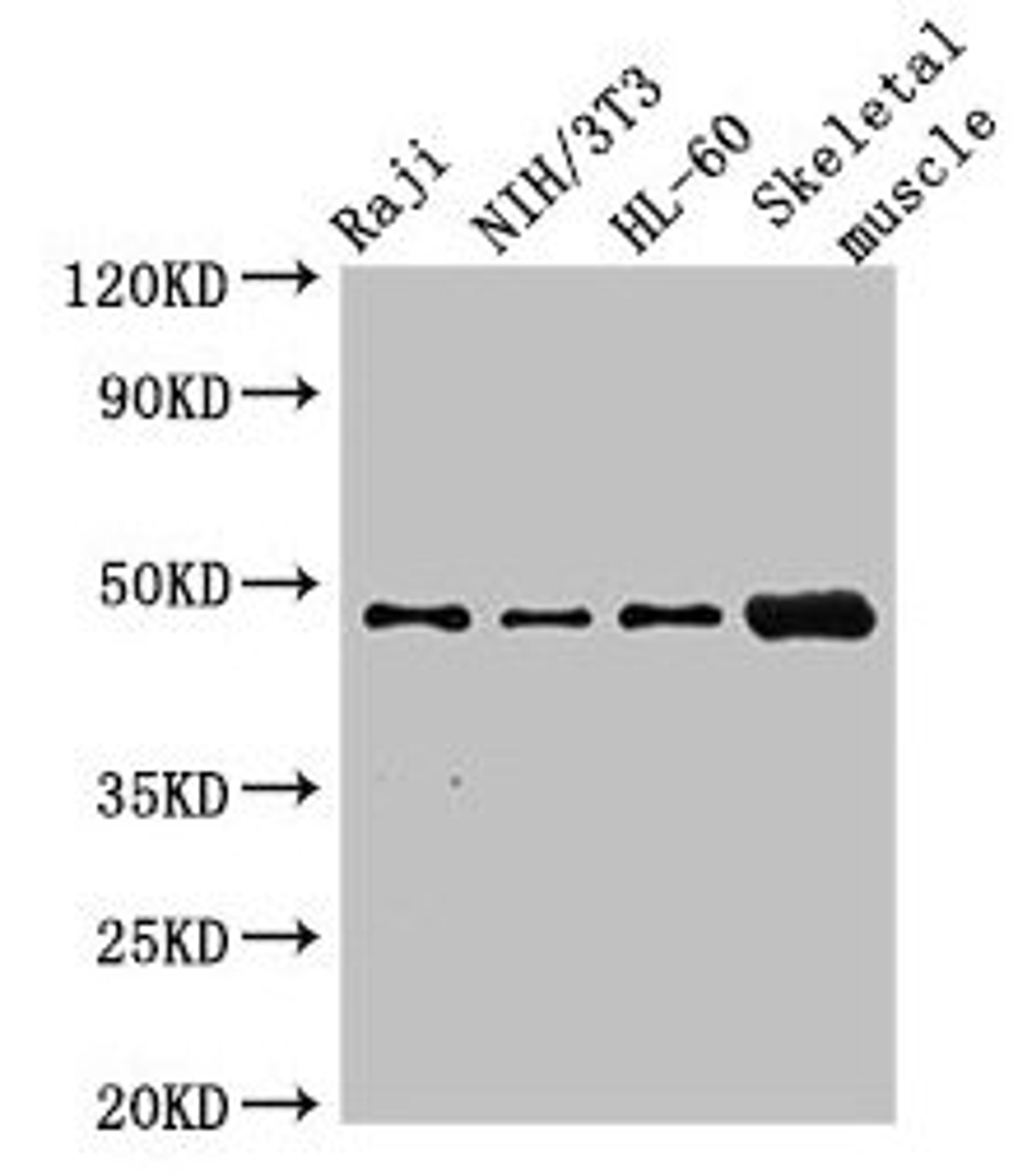 Western Blot. Positive WB detected in: Raji whole cell lysate, NIH/3T3 whole cell lysate, HL60 whole cell lysate, Mouse skeletal muscle tissue. All lanes: RBM22 antibody at 2.7ug/ml. Secondary. Goat polyclonal to rabbit IgG at 1/50000 dilution. Predicted band size: 47, 42 kDa. Observed band size: 47 kDa. 