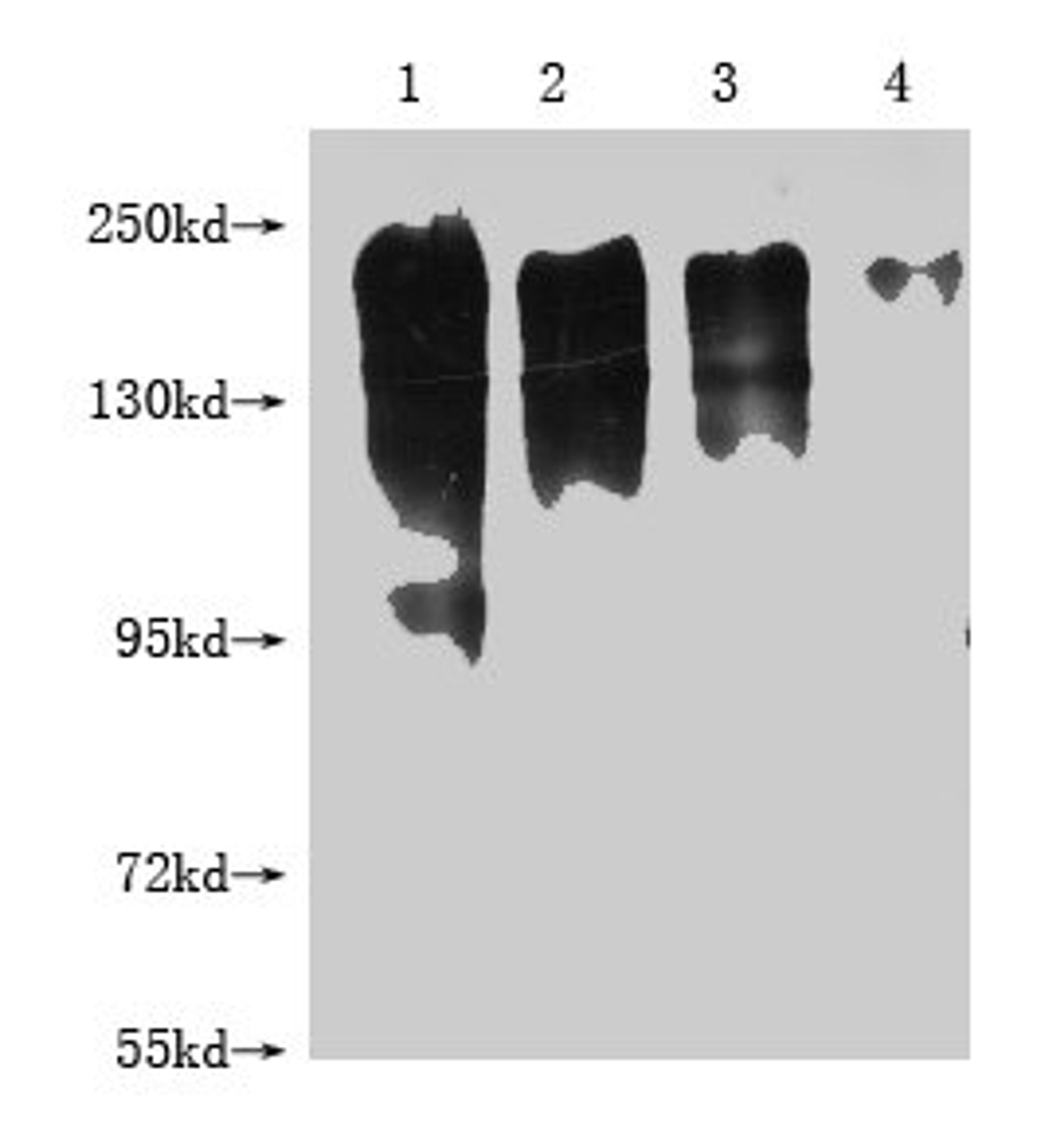 Western Blot. Positive WB detected in: 1-4 lanes: 293T whole cell lysate transfected with MERTK at 10ug, 5ug, 2.5ug, 1.25ug. All lanes: MERTK antibody at 1:2000. Secondary. Goat polyclonal to mouse IgG at 1/50000 dilution. Predicted band size: 150-250 KDa. Observed band size: 150-250 KDa. Exposure time：5S