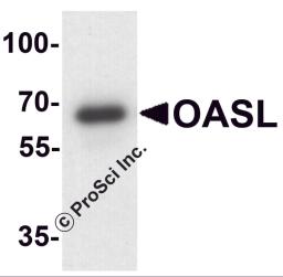 Western blot analysis of OASL in mouse bladder tissue lysate with OASL antibody at 1 &#956;g/ml.