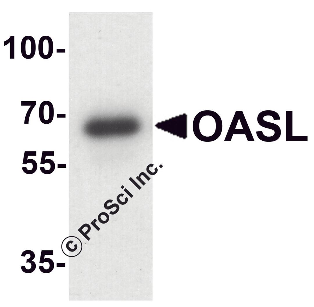Western blot analysis of OASL in mouse bladder tissue lysate with OASL antibody at 1 μg/ml.