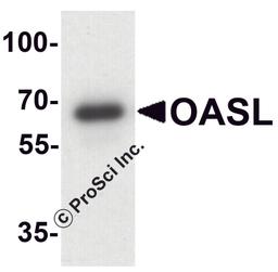 Western blot analysis of OASL in mouse bladder tissue lysate with OASL antibody at 1 μg/ml.