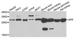 Western blot analysis of extracts of various cells using SPR antibody