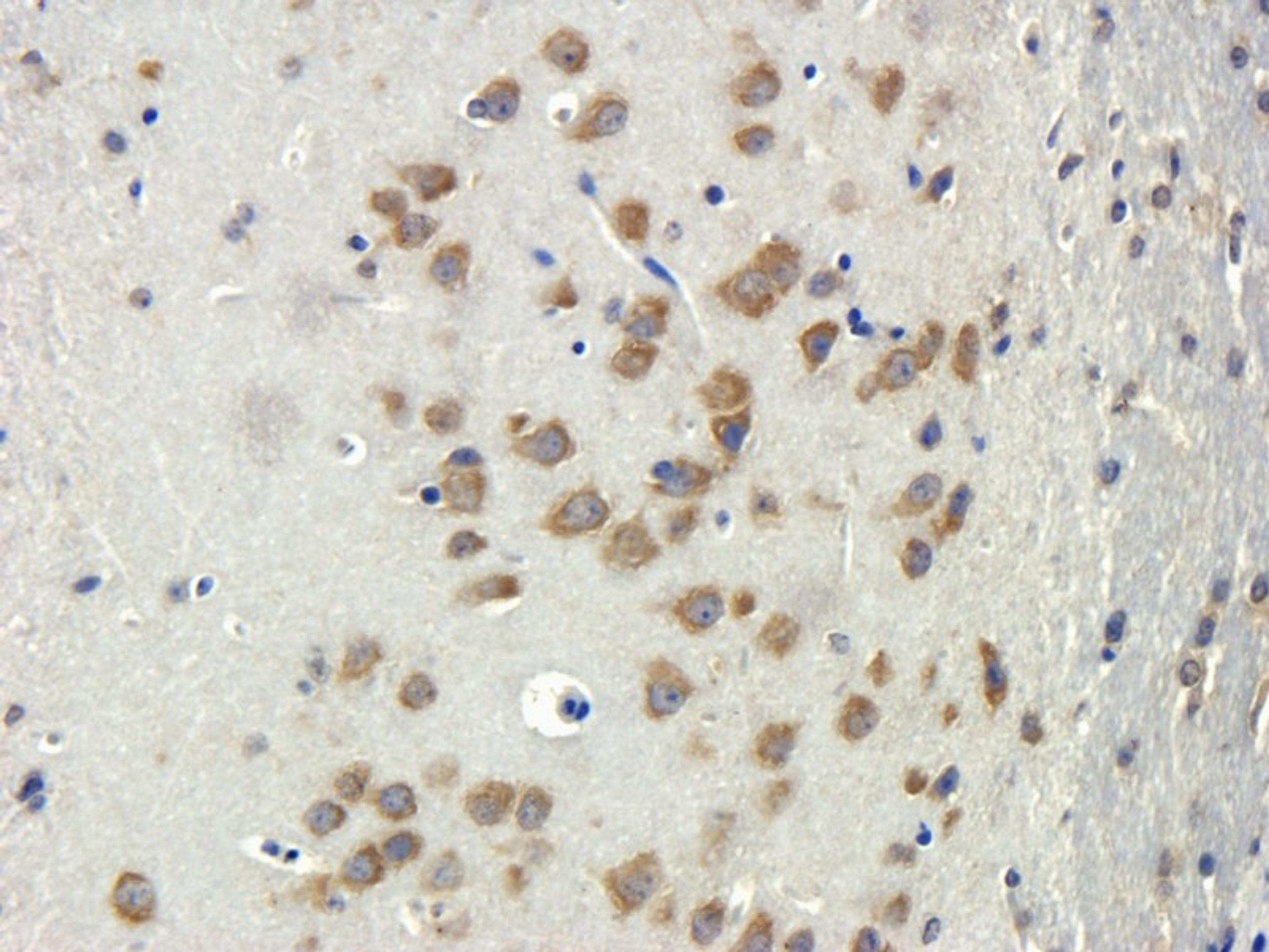 IHC-P staining of mouse brain tissue using anti-Apelin (dilution at 1:200)