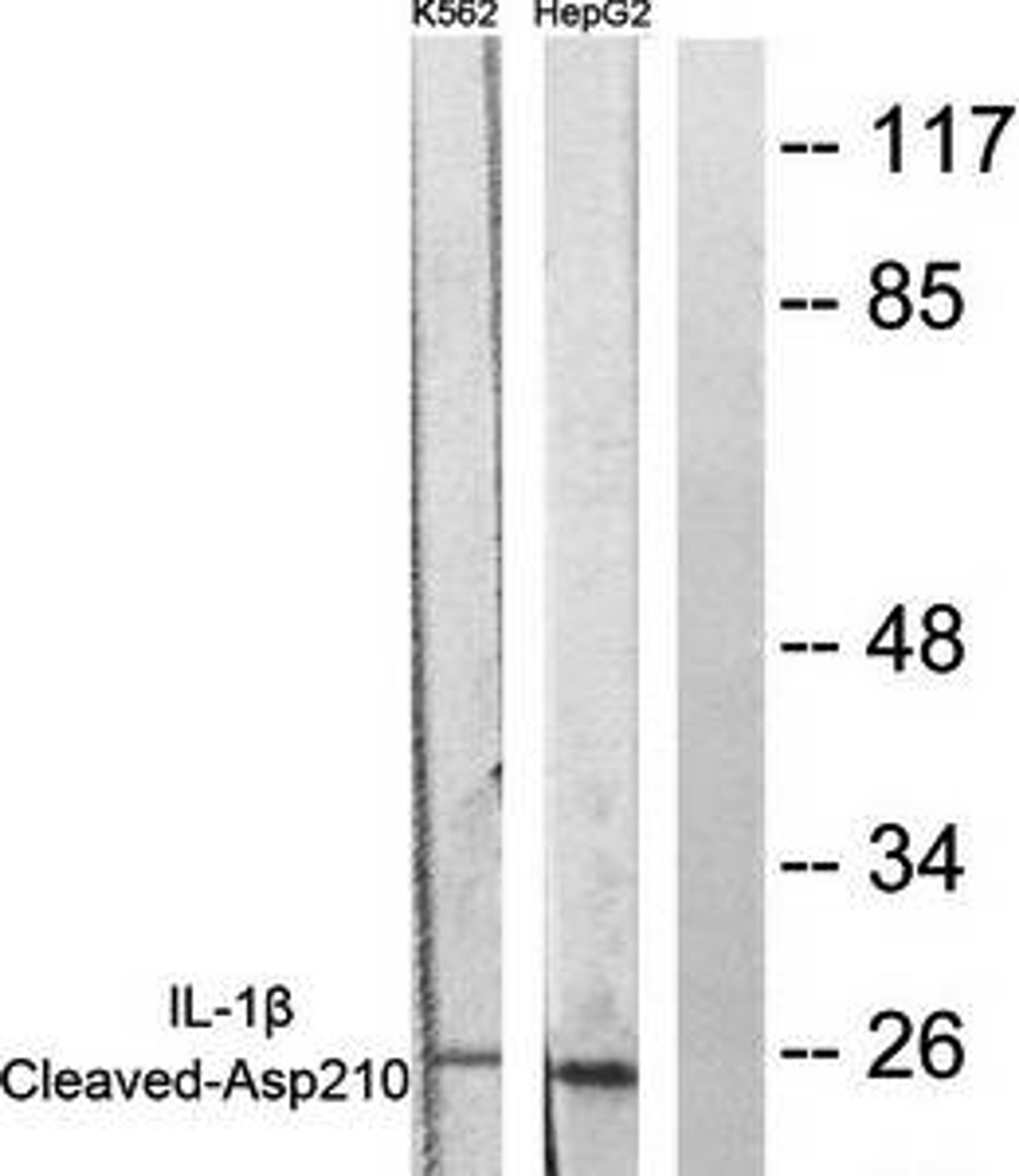 Western blot analysis of extracts from K562 cells and HepG2 cells using Caspase 1 (Cleaved-Asp210) antibody