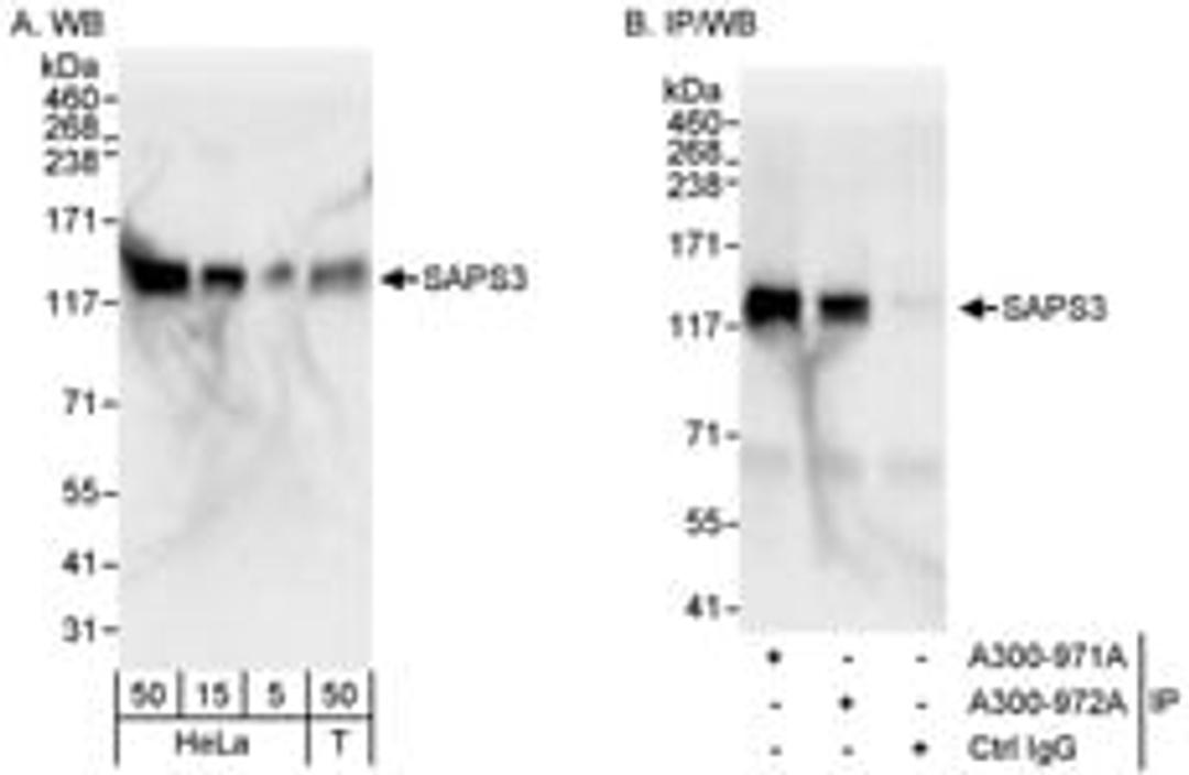 Detection of human SAPS3 by western blot and immunoprecipitation.