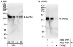 Detection of human SAPS3 by western blot and immunoprecipitation.