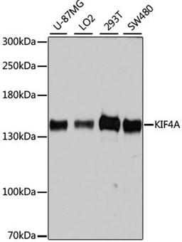 Western blot - KIF4A antibody (A10193)