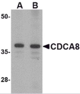 Western blot analysis of CDCA8 in Rat kidney lysate with CDCA8 antibody at (A) 1 and (B) 2 &#956;g/mL.