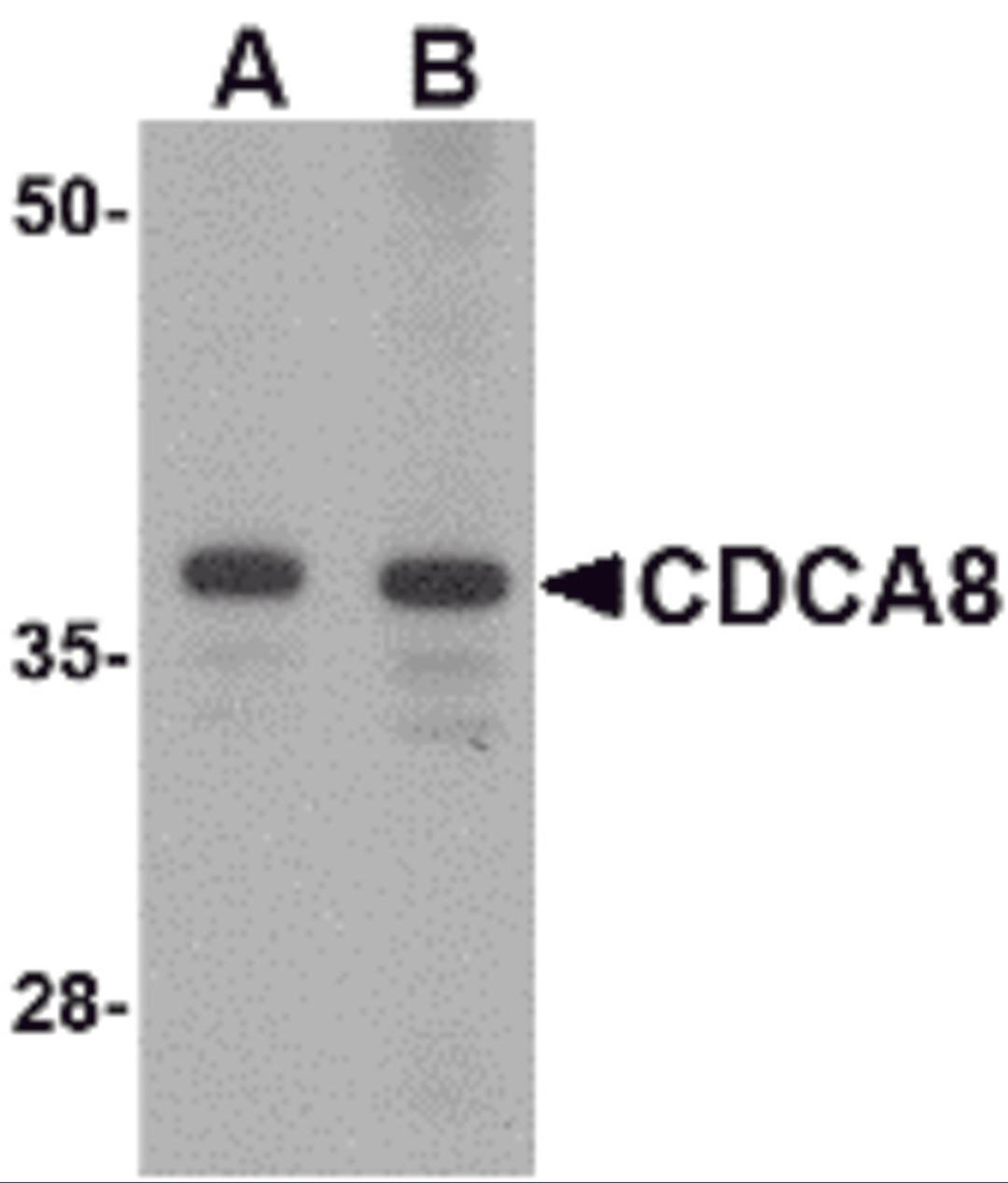 Western blot analysis of CDCA8 in Rat kidney lysate with CDCA8 antibody at (A) 1 and (B) 2 μg/mL.