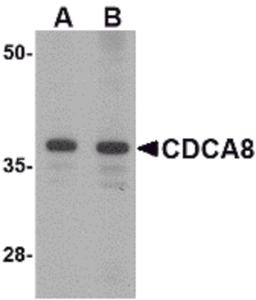 Western blot analysis of CDCA8 in Rat kidney lysate with CDCA8 antibody at (A) 1 and (B) 2 μg/mL.
