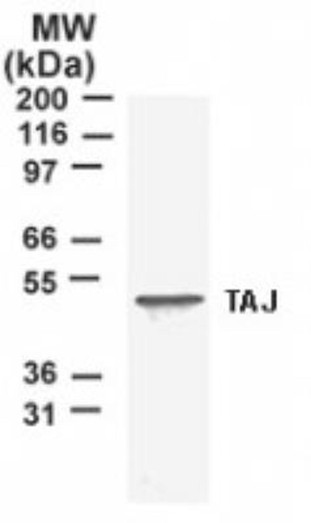 Western Blot: TROY Antibody [NB120-12126] - Analysis of TROY using NB120-12126 in T98G, a human glioblastoma cell line lysate. A protein band of approximately 46 kD is detected.