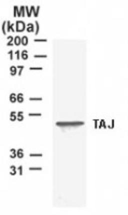 Western Blot: TROY Antibody [NB120-12126] - Analysis of TROY using NB120-12126 in T98G, a human glioblastoma cell line lysate. A protein band of approximately 46 kD is detected.