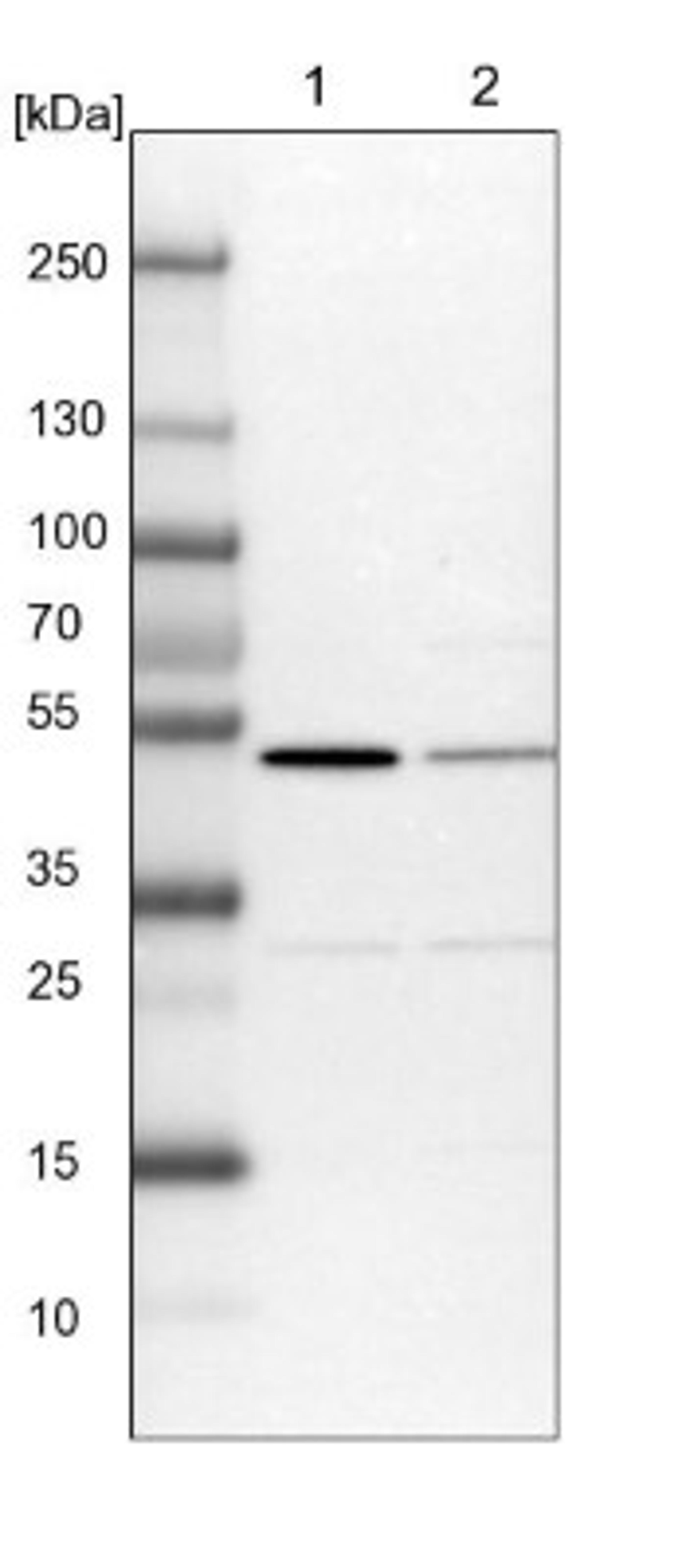 Western Blot: CSK Antibody [NBP1-85951] - Lane 1: NIH-3T3 cell lysate (Mouse embryonic fibroblast cells)<br/>Lane 2: NBT-II cell lysate (Rat Wistar bladder tumour cells)