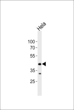 Western blot analysis of lysate from Hela cell line, using JNK1 antibody at 1:1000 at each lane.