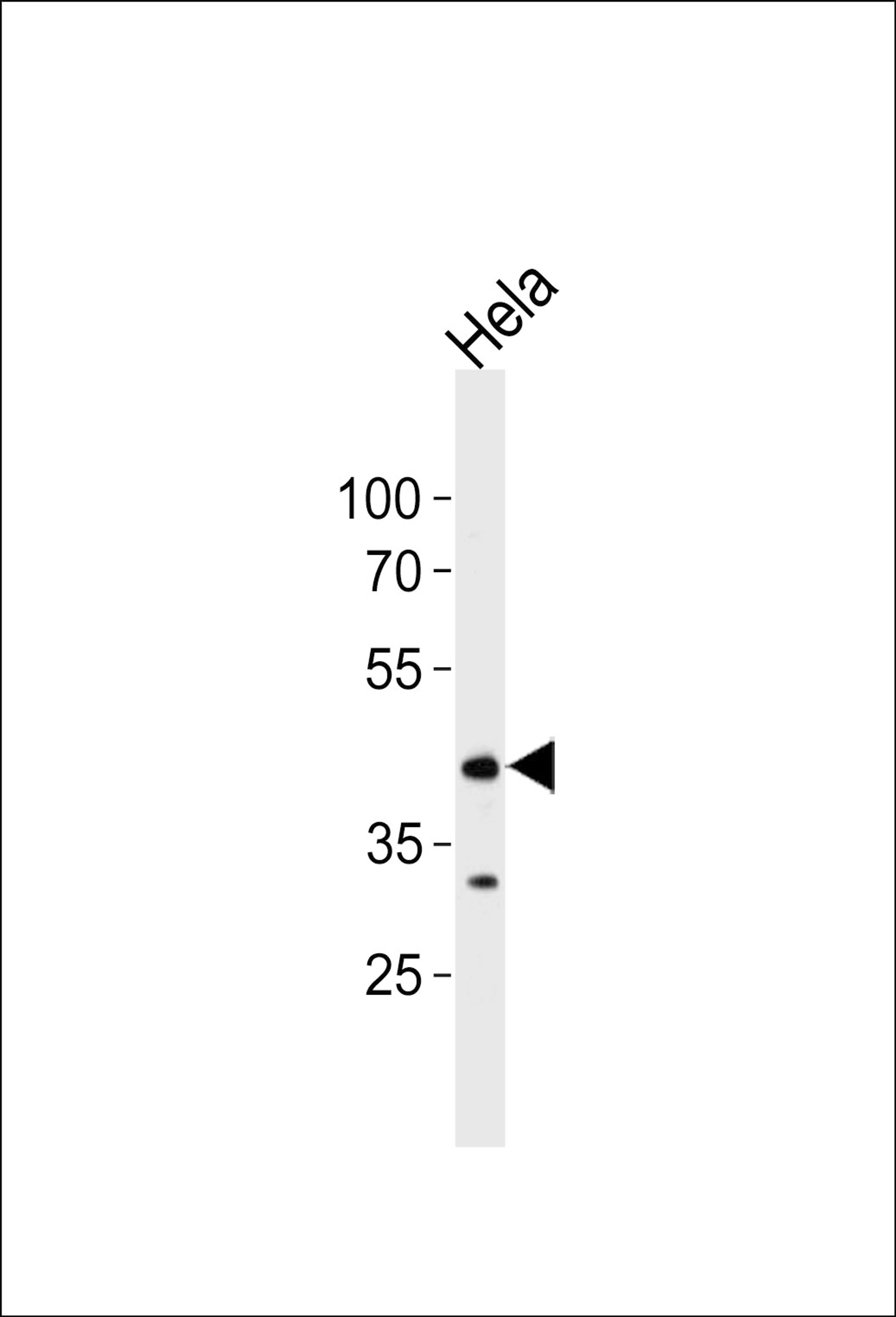 Western blot analysis of lysate from Hela cell line, using JNK1 antibody at 1:1000 at each lane.