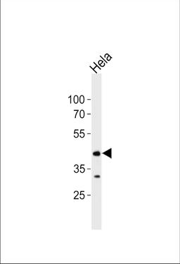 Western blot analysis of lysate from Hela cell line, using JNK1 antibody at 1:1000 at each lane.