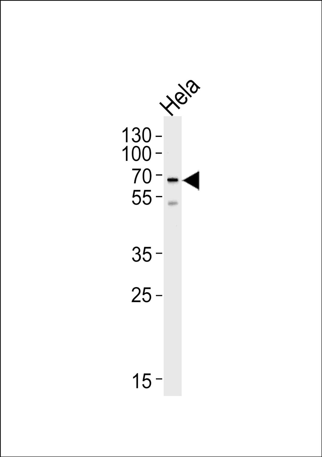 Western blot analysis of lysate from HeLa cell line, using NAP1L2 Antibody at 1:1000 at each lane.