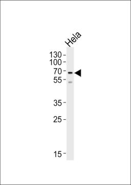 Western blot analysis of lysate from HeLa cell line, using NAP1L2 Antibody at 1:1000 at each lane.